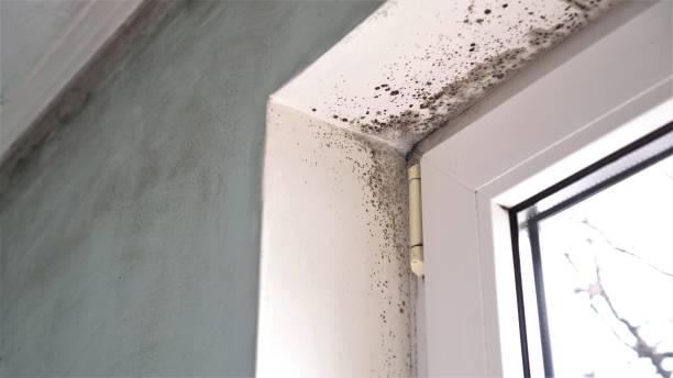 Home Mold Removal in Beaverton, OR