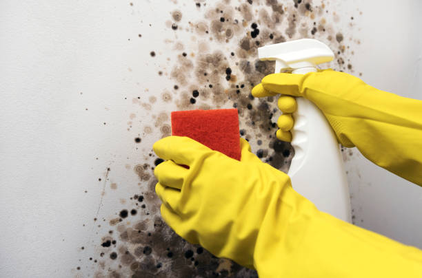 Mold Testing and Removal in Beaverton, OR
